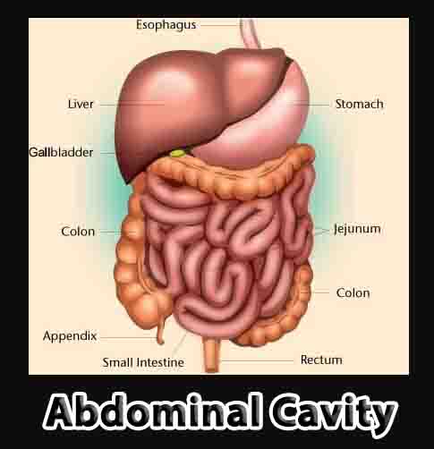 Abdominal Cavity