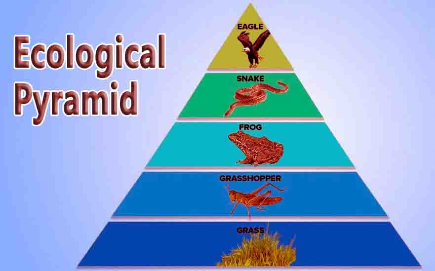 Ecological Pyramid