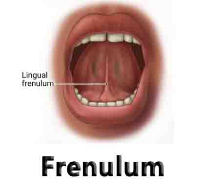 Frenulum